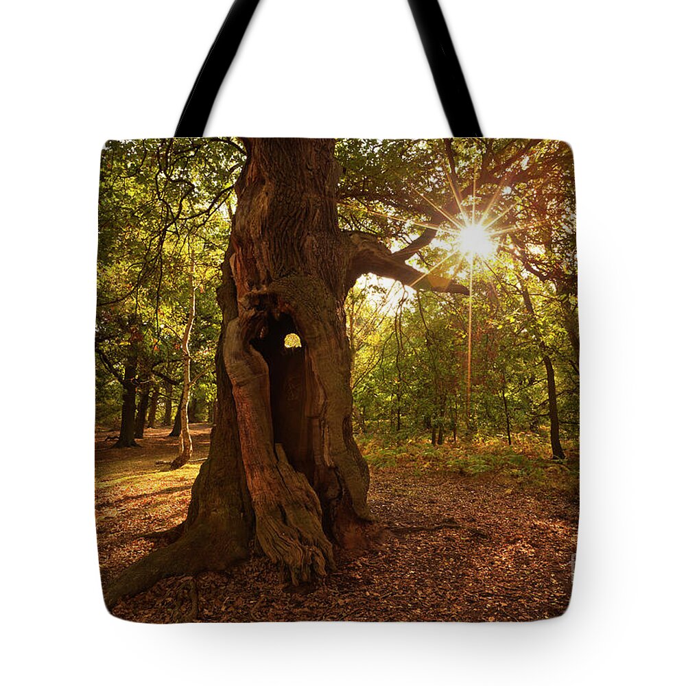 Sherwood Forest Tote Bag featuring the photograph Sherwood Forest Oak Tree, Nottingham, England by Neale And Judith Clark
