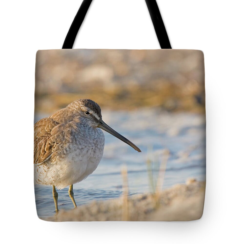 Shore Bird Tote Bag featuring the photograph Shore Bird Along the NC Coast by Bob Decker
