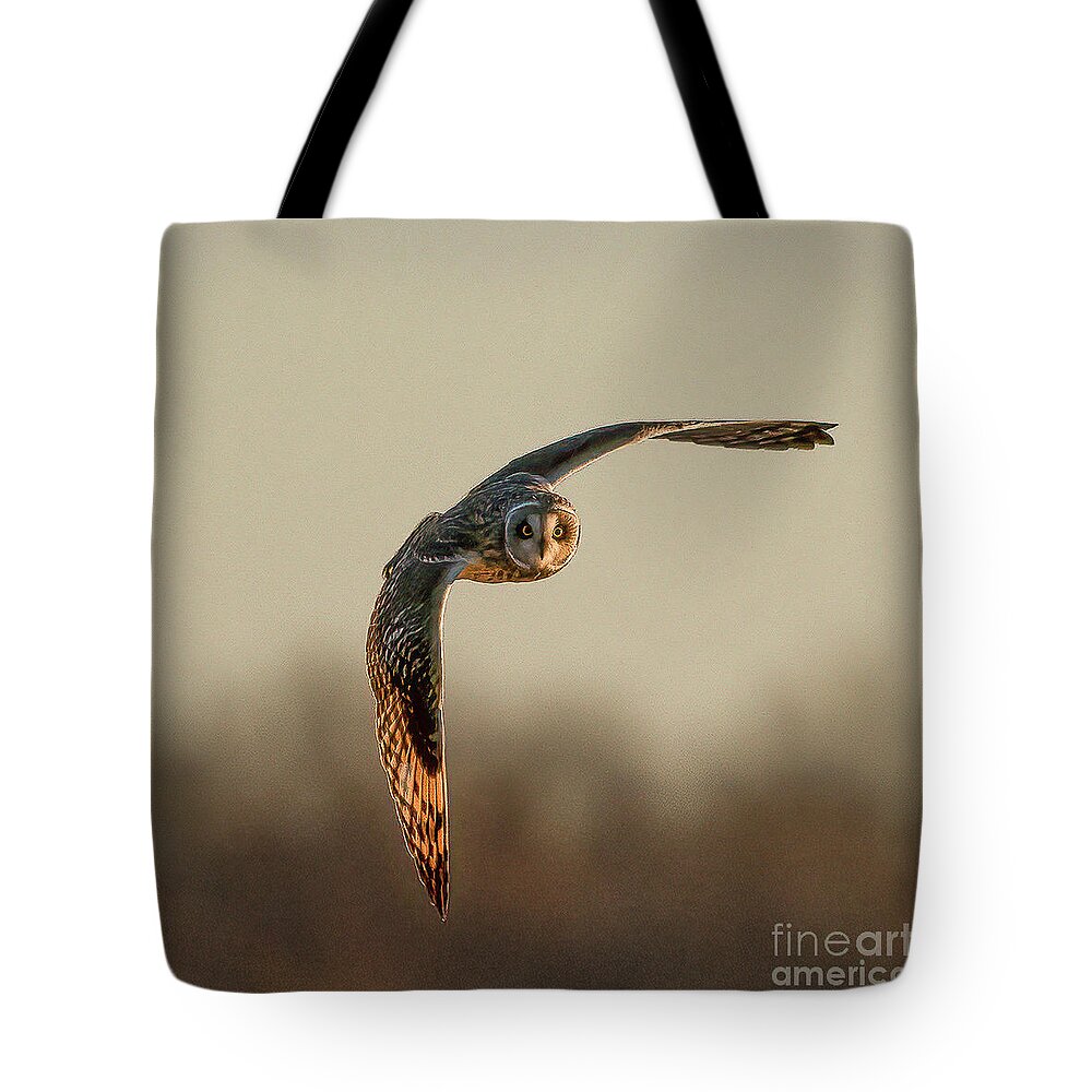 Short-eared Owl Tote Bag featuring the photograph Short-eared Owl by Sandra Rust