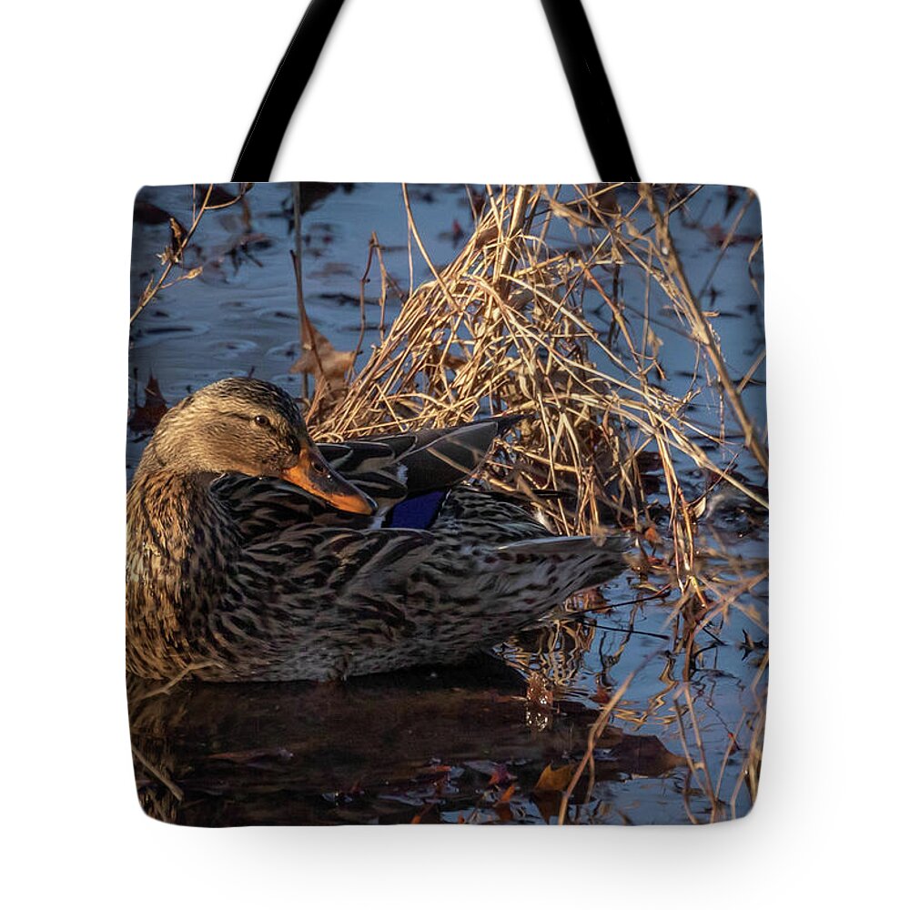 Female Tote Bag featuring the photograph Shy Mallard by Dorothy Cunningham