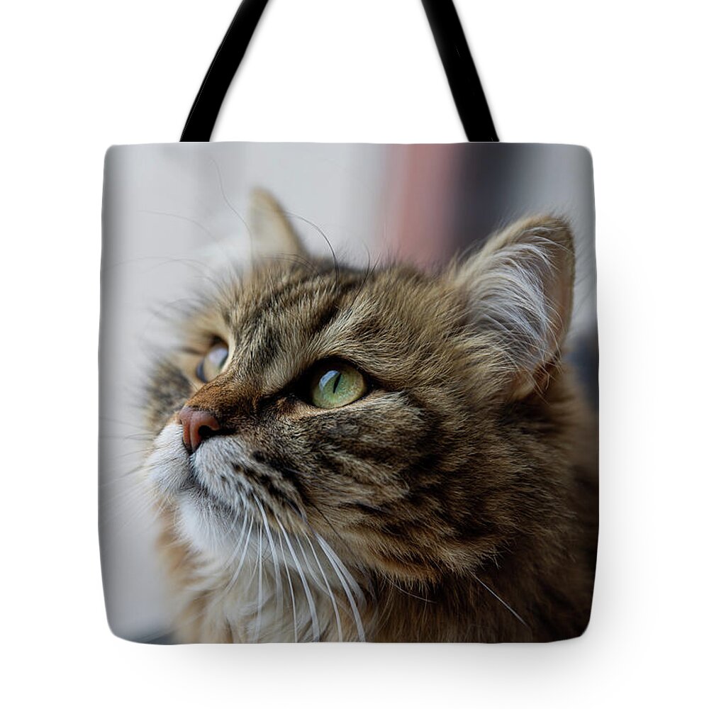 Siberian Tote Bag featuring the photograph Siberian Portrait by Alec Klobuchar