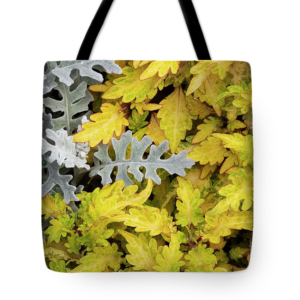 Senecio Cineraria Silver Dust Tote Bag featuring the photograph Silver ragwort Silver Dust with Coleus Foliage by Tim Gainey