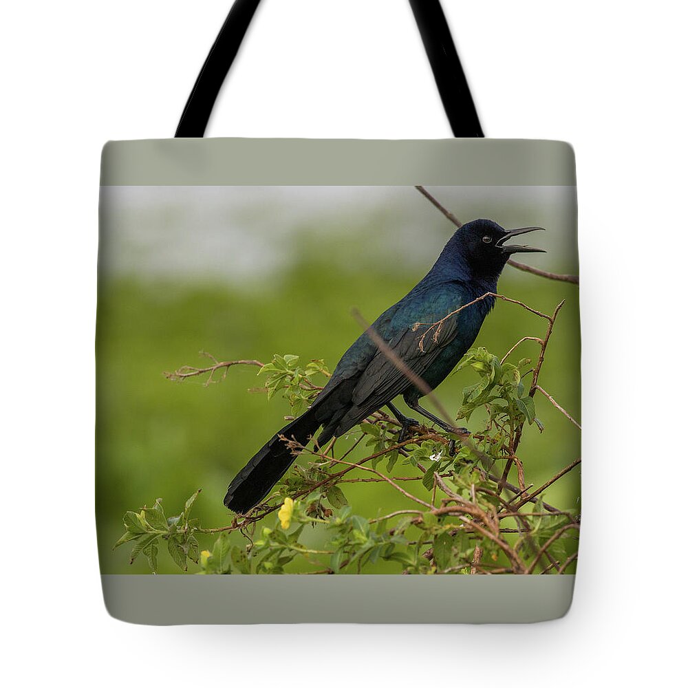 Shinny Feathers Tote Bag featuring the photograph Singing Bird by Dorothy Cunningham
