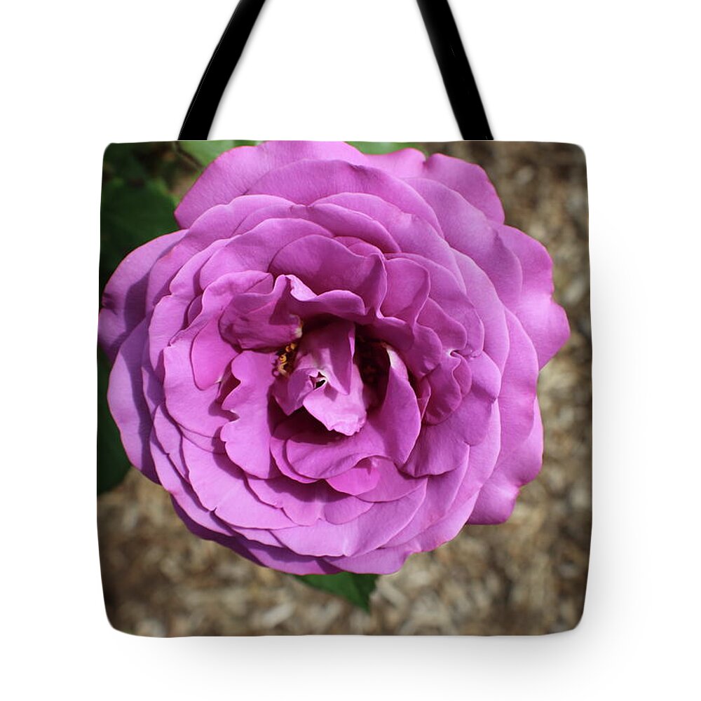 Magenta Tote Bag featuring the photograph Single Magenta Rose Bloom by Kenneth Pope