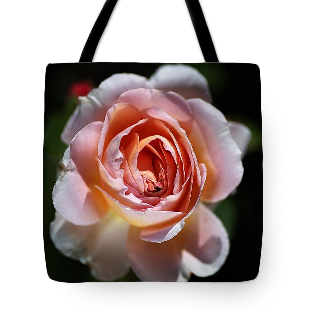 Abraham Darby Rose Flower Tote Bag featuring the photograph Single Romantic Rose by Joy Watson