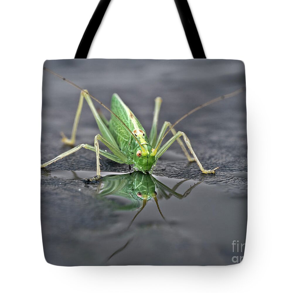 Sip Mirror Reflection Beautiful Green Eyes Cricket Drinking Water Insect Six Legs Unique Bizarre Close Up Macro Natural History Looking Humor Funny Single One Life-style Portrait Whiskers Delicate Vivid Color Beauty Alone Posing Elegant Handsome Figure Character Expressive Charming Singular Stylish Solo Fantastic Solitary Lonesome Loner Pretty Delightful Serenity Enjoying Joy Stimulating Mysterious Surreal Creative Fantasy Weird Imaginary Aesthetic Eccentric Grotesque Peculiar Face Puddle Nice Tote Bag featuring the photograph Sip Of Water - Am I Beautiful? by Tatiana Bogracheva