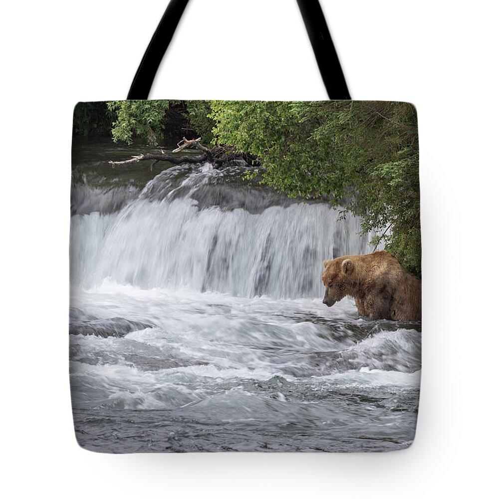 Bear Tote Bag featuring the photograph Sit Otis. Stay. by Randy Robbins