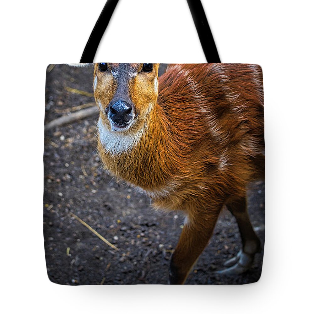 Sitatunga Tote Bag featuring the photograph Sitatunga Antelope by Rene Vasquez