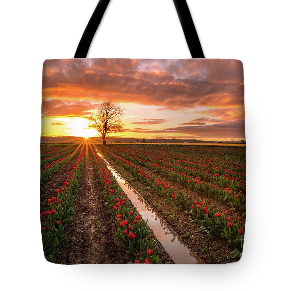  Tulip Tote Bag featuring the photograph Skagit Valley Tulip Fields Golden Sunset Sunstar by Mike Reid