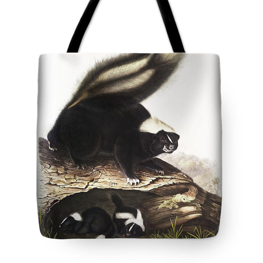Skunk Tote Bag featuring the mixed media Skunk. John Woodhouse Audubon Illustration by World Art Collective