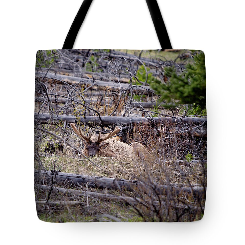 Elk Tote Bag featuring the photograph Sleeping Beauty by Canadart -