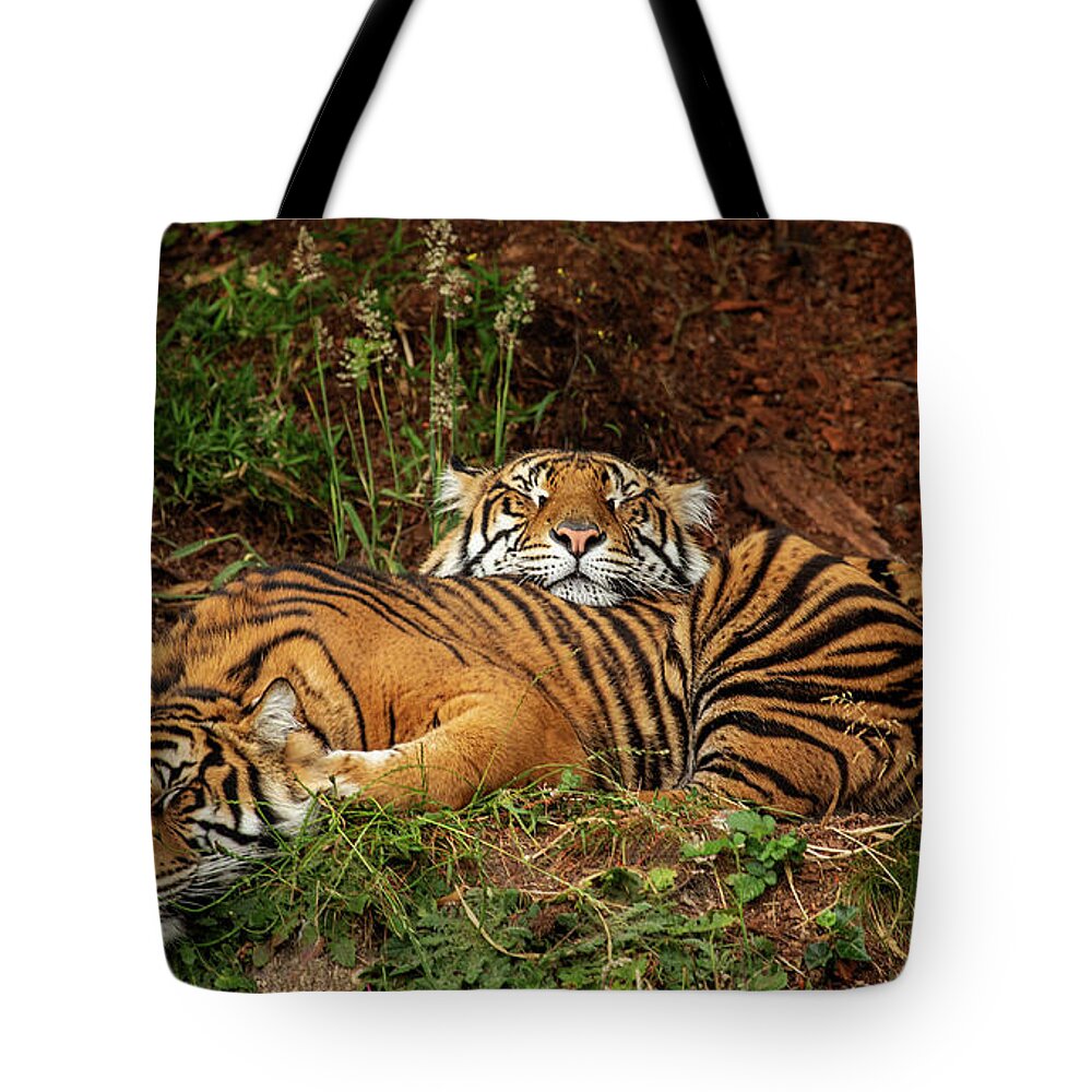 Animals Tote Bag featuring the photograph Sleeping Tigers by Bob Cournoyer