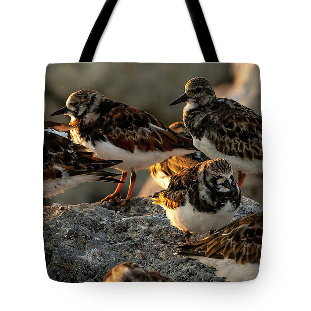 Birds Tote Bag featuring the digital art Sleepy Ruddy Turnstones by Todd Tucker