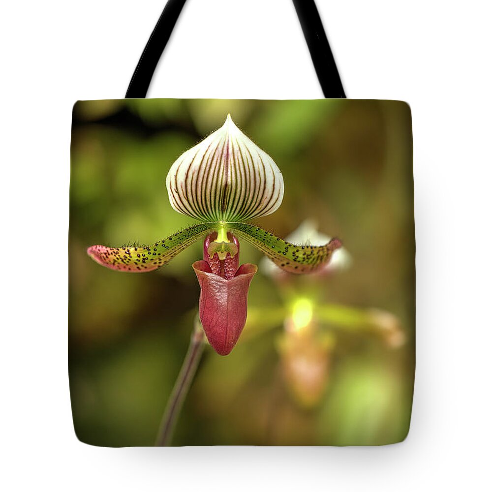 Photographs Tote Bag featuring the photograph Slipper Orchid by Felix Lai