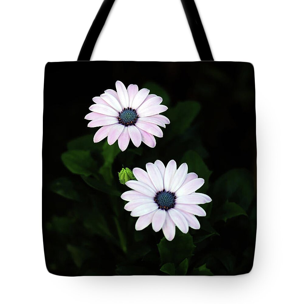 Daisy Tote Bag featuring the photograph Small Gorgeous Daisy Beauties In The Evening Garden by Johanna Hurmerinta