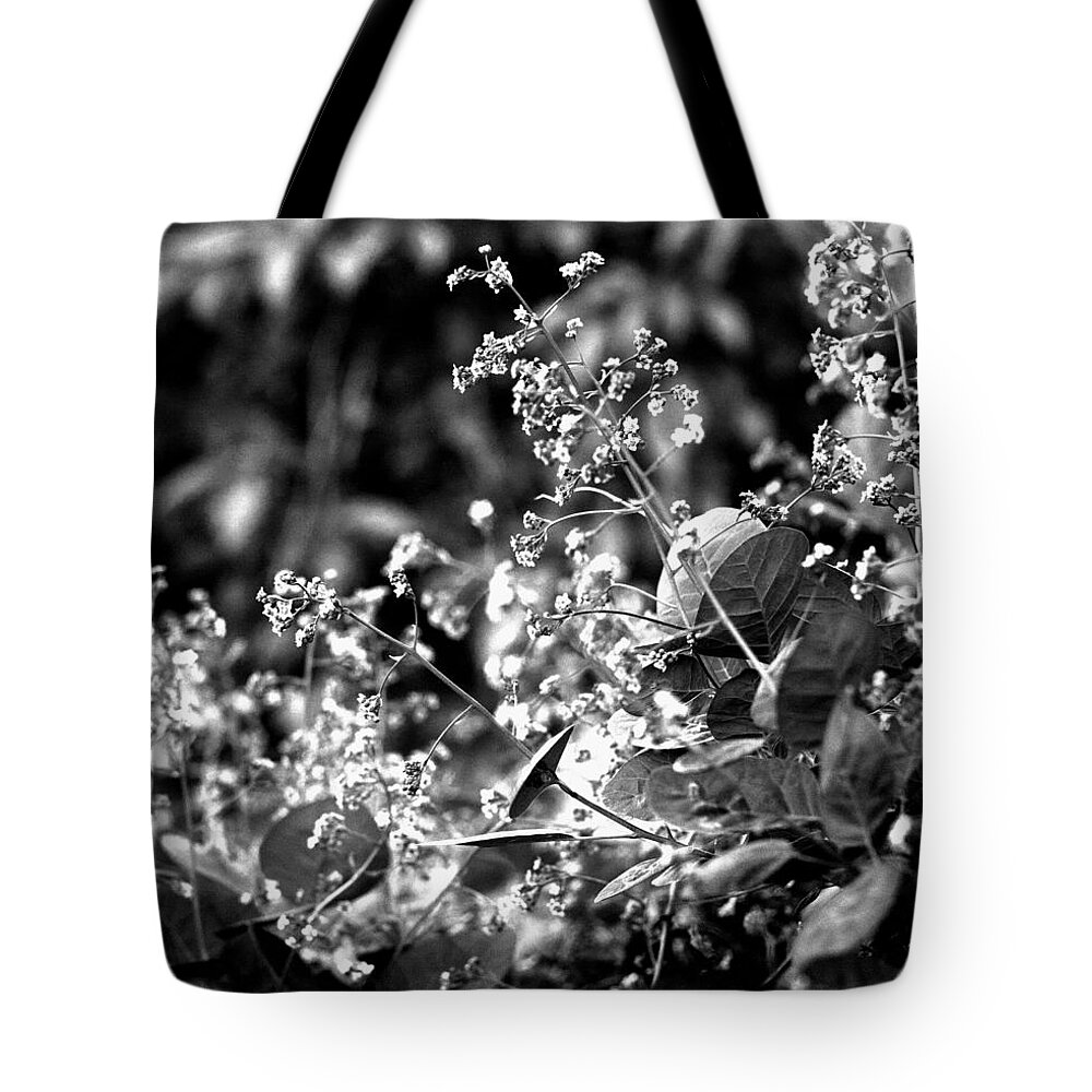 Blossoms Tote Bag featuring the photograph Smoke Tree Blossoms by Steve Ember