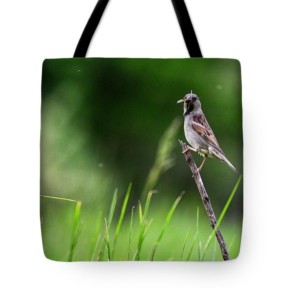 Photo Tote Bag featuring the photograph Snack Time by Evan Foster