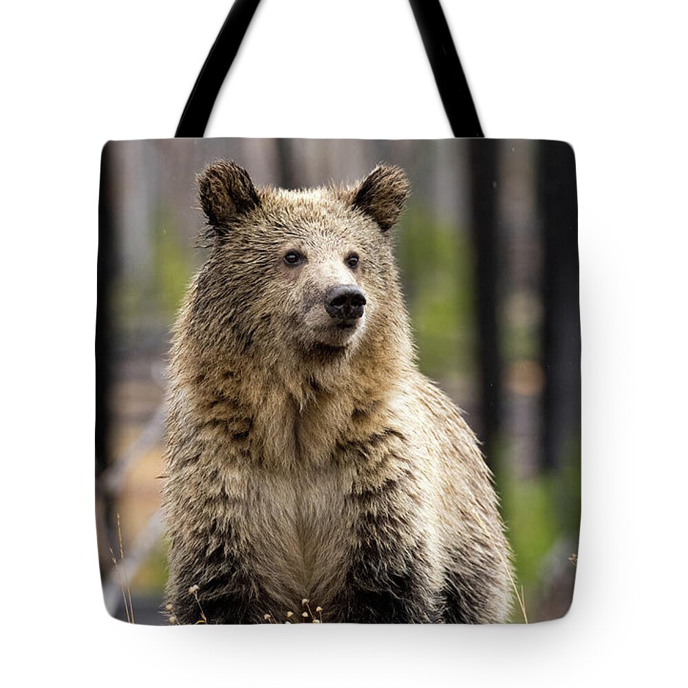 Grizzly Tote Bag featuring the photograph Snow 3 by Shari Sommerfeld