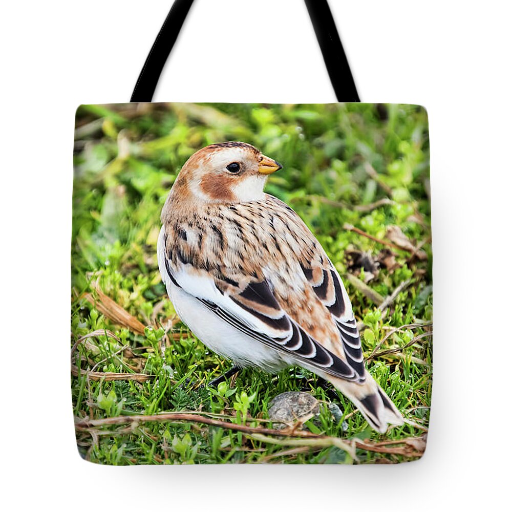 Snow Bunting Tote Bag featuring the photograph Snow Bunting by Peggy Collins