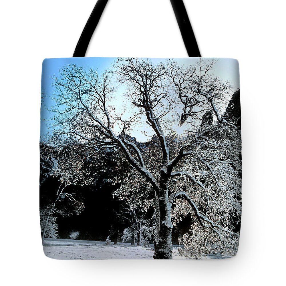 Dave Welling Tote Bag featuring the photograph Snow Covered Black Oaks Quercus Kelloggii Yosemite by Dave Welling