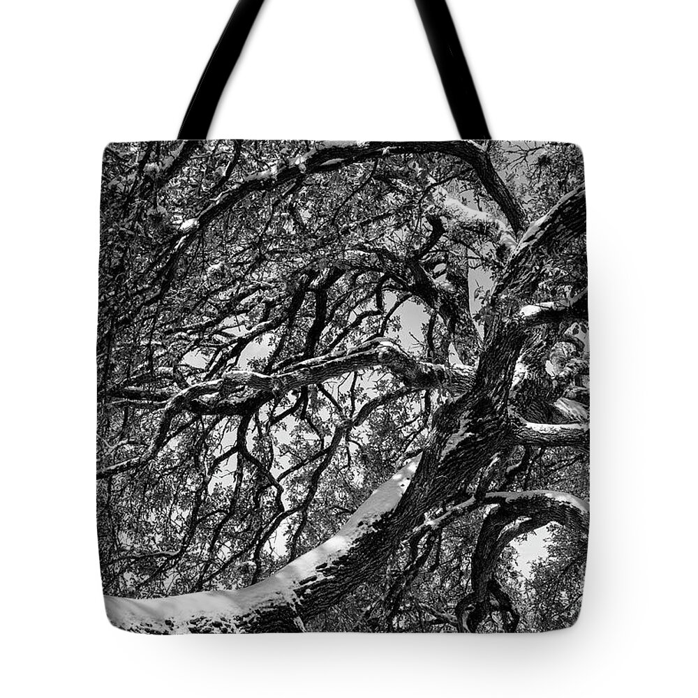 Georgetown Tote Bag featuring the photograph Snow Covered Great Oak 2 by Bob Phillips