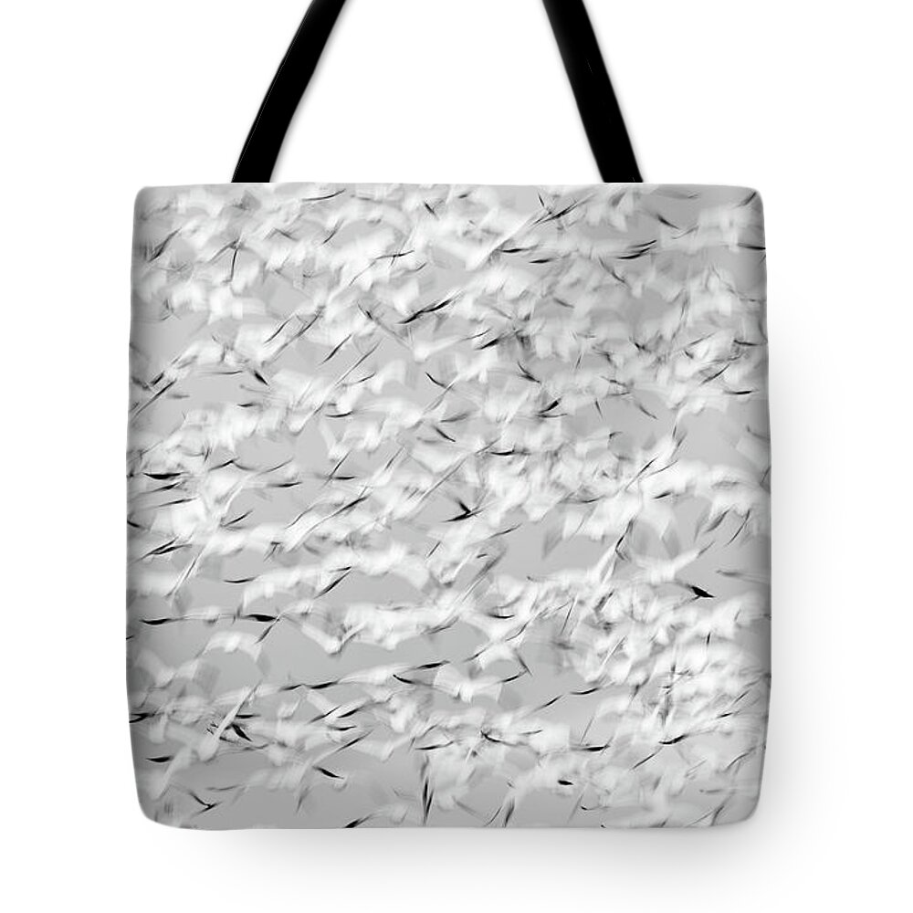 Snow Goose Tote Bag featuring the photograph Snow Goose Takeoff 2 by Max Waugh