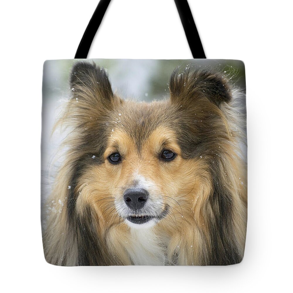 Sheltie Tote Bag featuring the photograph Snow Sheltie by Gareth Parkes
