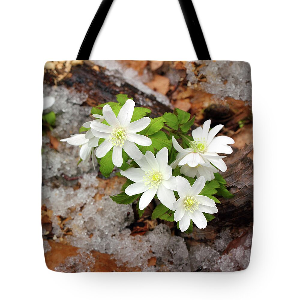Snowdrops Tote Bag featuring the photograph Snowdrop Flowers And Melting Snow by Mikhail Kokhanchikov