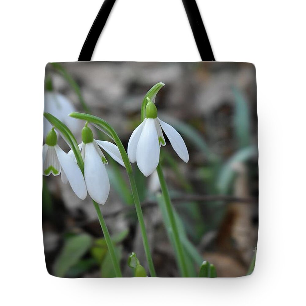 Snowdrops Tote Bag featuring the photograph Snowdrops The First Signs of Spring by Leonida Arte