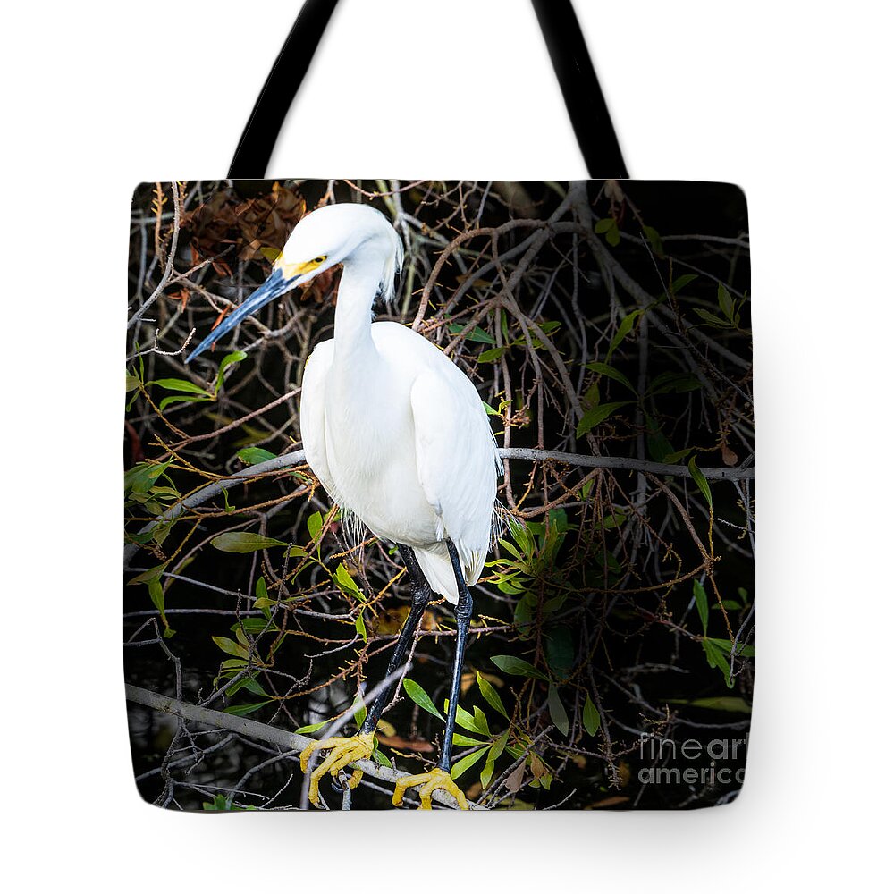 Snowy Egret Tote Bag featuring the photograph Snowy Egret at Eagle Lake Park in Florida by L Bosco