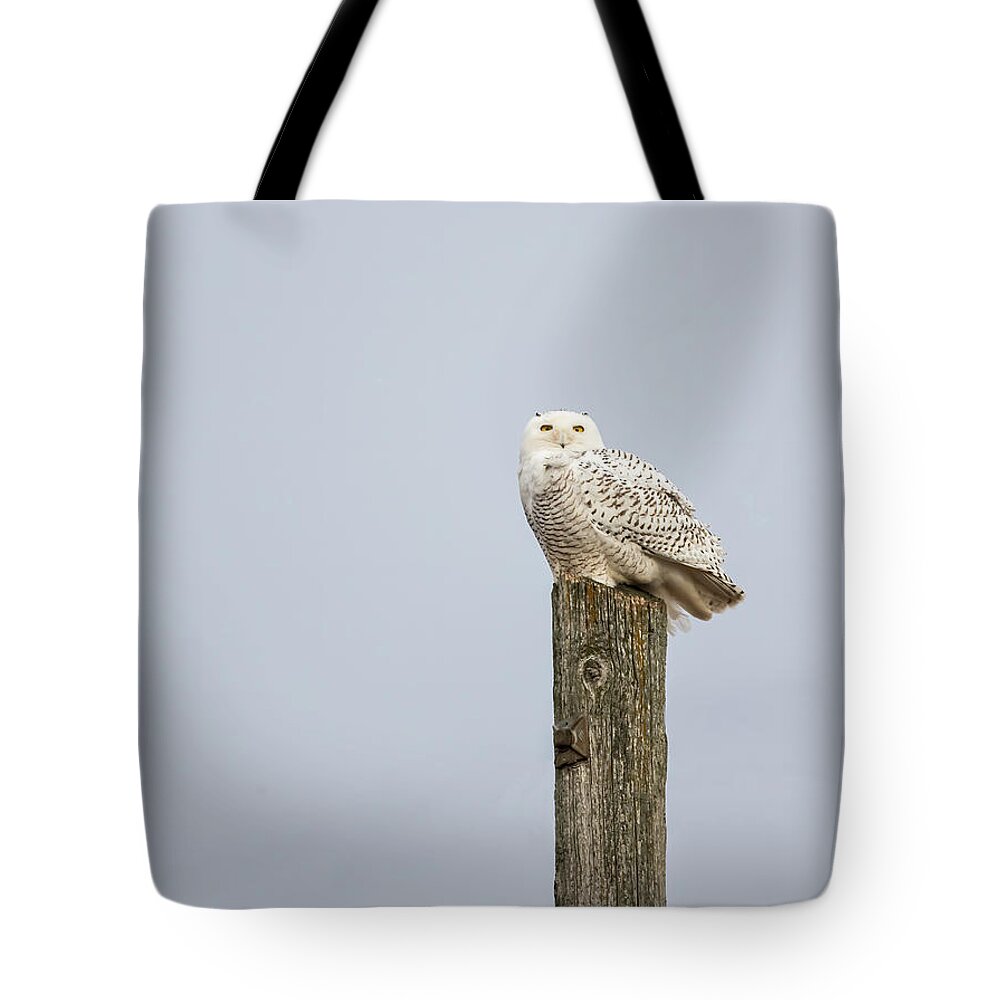 Snowy Owl Tote Bag featuring the photograph Snowy Owl 2021-1 by Thomas Young