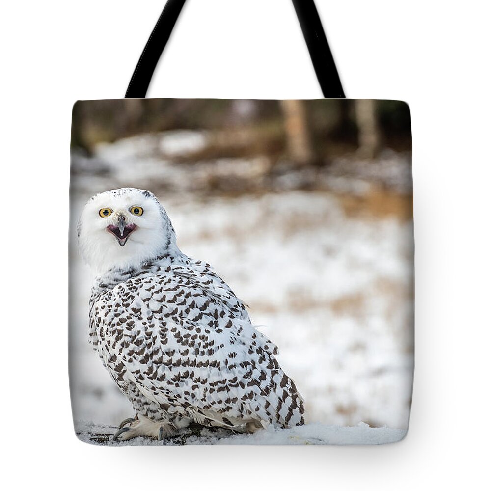 2020 Tote Bag featuring the photograph Snowy Owl by Constance Puttkemery