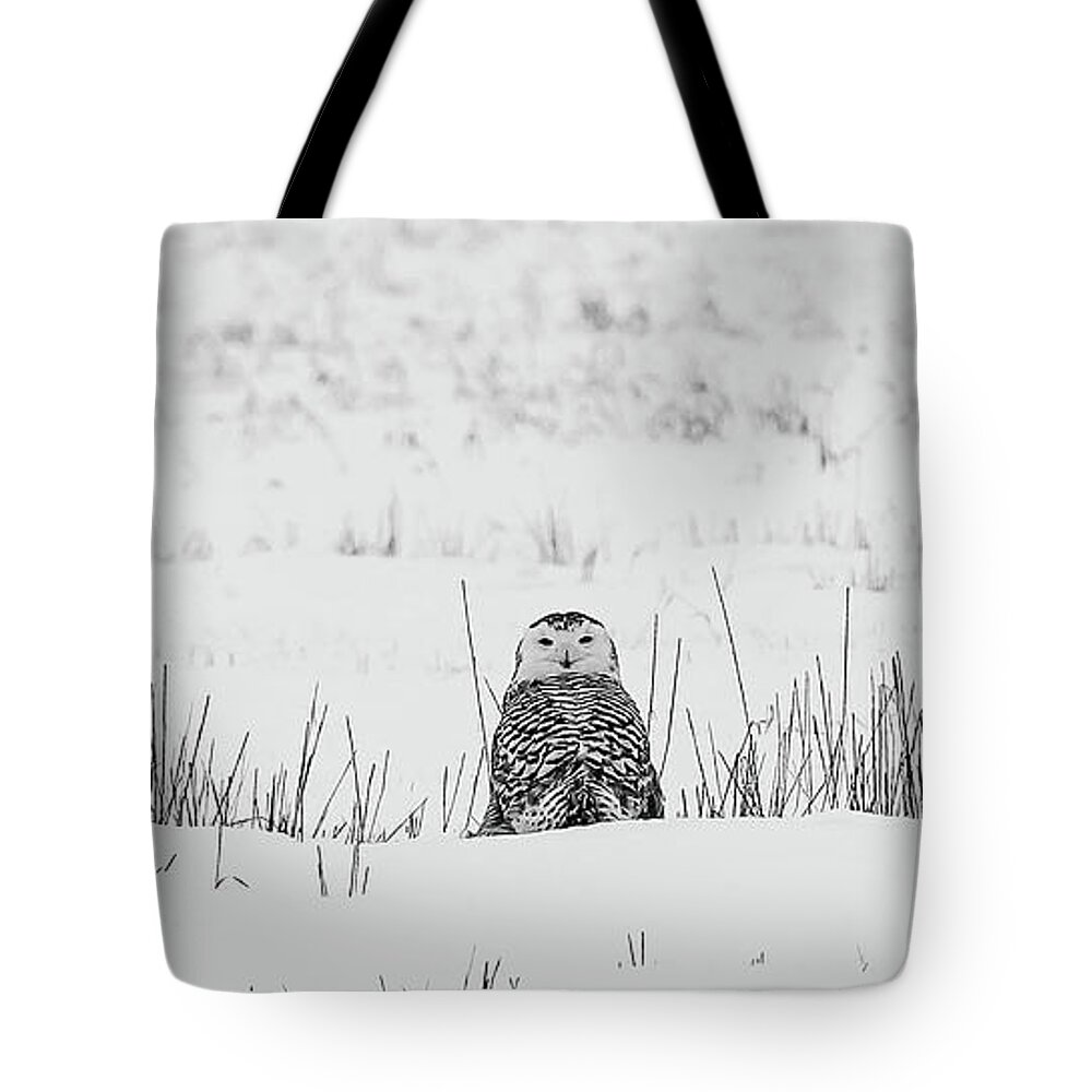 Snowy Owl Tote Bag featuring the photograph Snowy Owl in Snowy Field by Carrie Ann Grippo-Pike