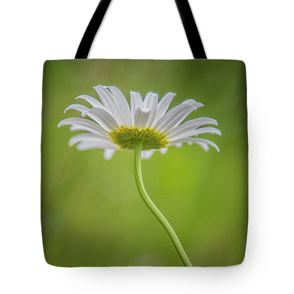 English Tote Bag featuring the photograph Solitary English Daisy by Bob Decker