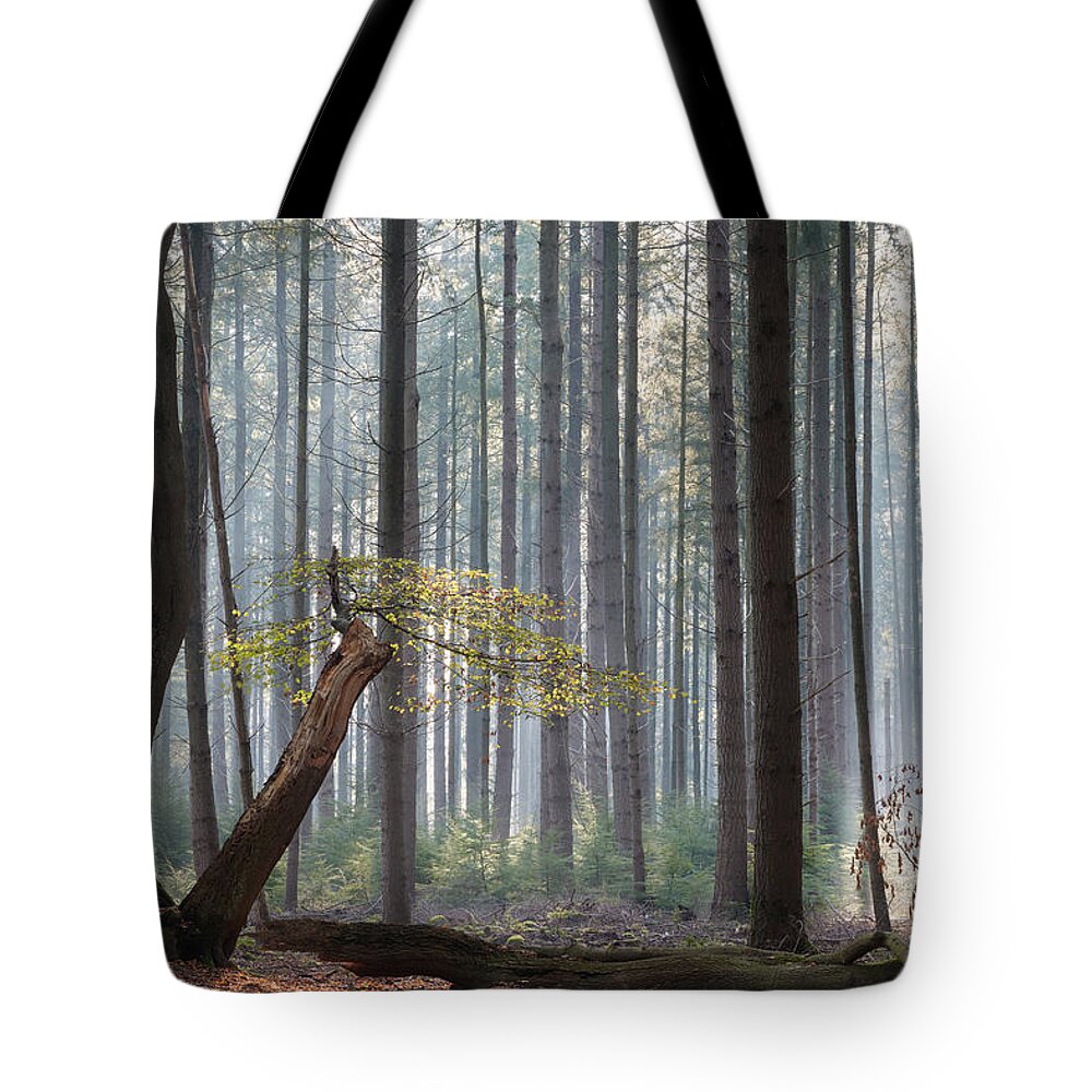 Autumn Tote Bag featuring the photograph Some green leaves between the trees by Anges Van der Logt
