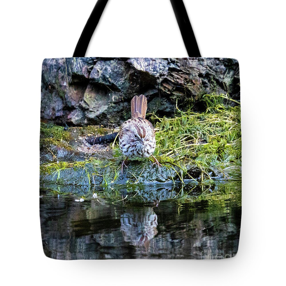 Song Sparrows Tote Bag featuring the photograph Song Sparrow in Eleven Mile Canyon by Steven Krull
