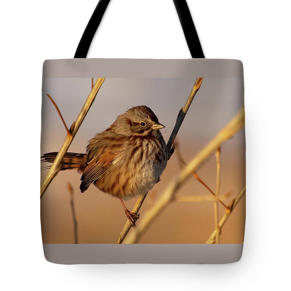 Song Sparrow Tote Bag featuring the photograph Song Sparrow Portrait by Cascade Colors