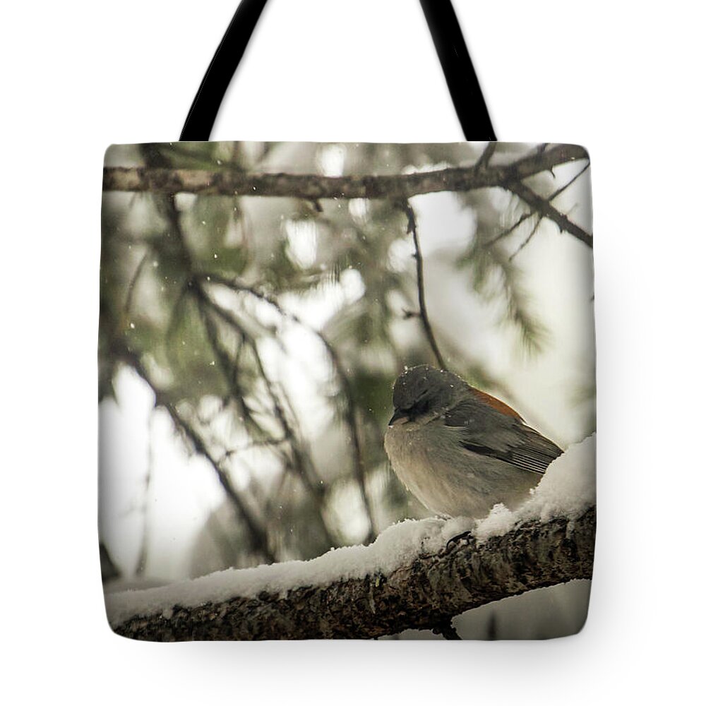Wildlife Tote Bag featuring the photograph Songbird in Winter by Laura Putman