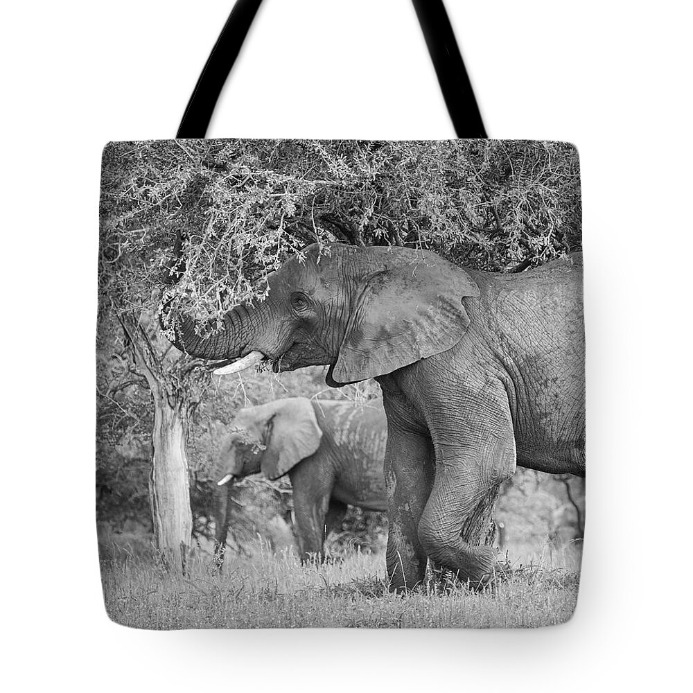 Elephant Coast Tote Bag featuring the photograph South African Bull Elephant by Maresa Pryor-Luzier