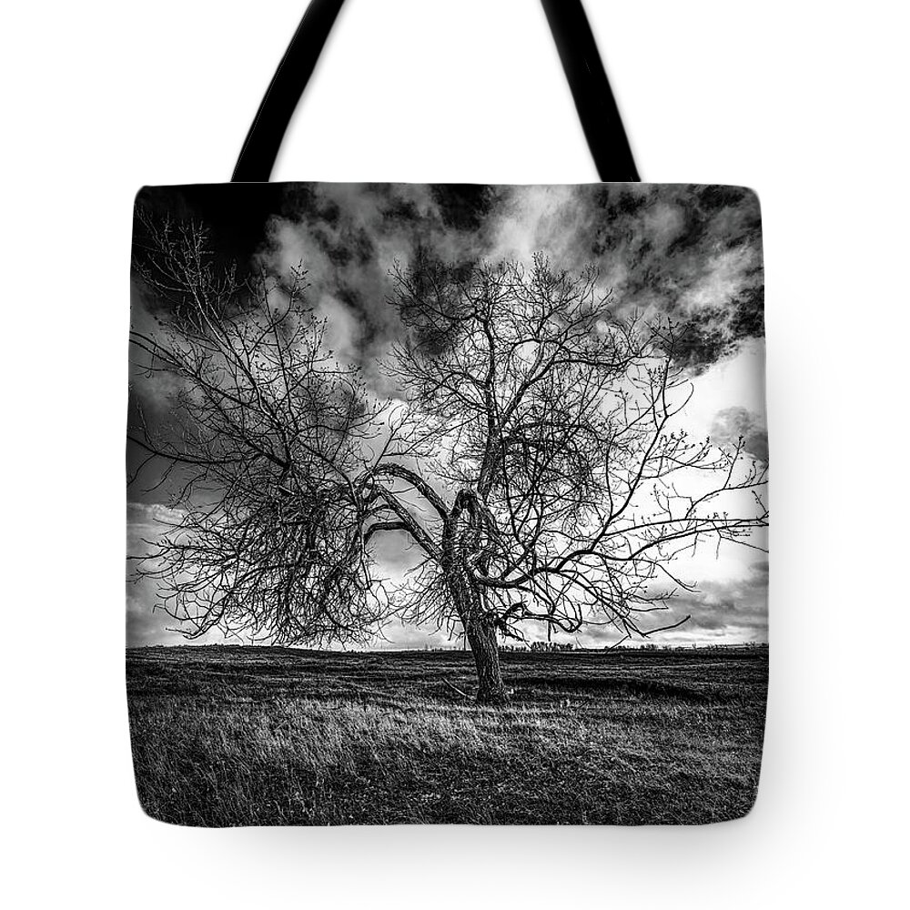 Tree Tote Bag featuring the photograph South Monochrome by Darcy Dietrich