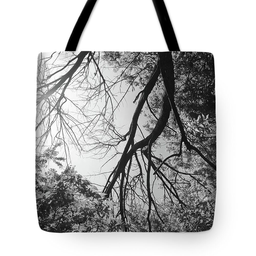 Southern Hackberry Tote Bag featuring the photograph Southern Hackberries in the Spring Sun by W Craig Photography