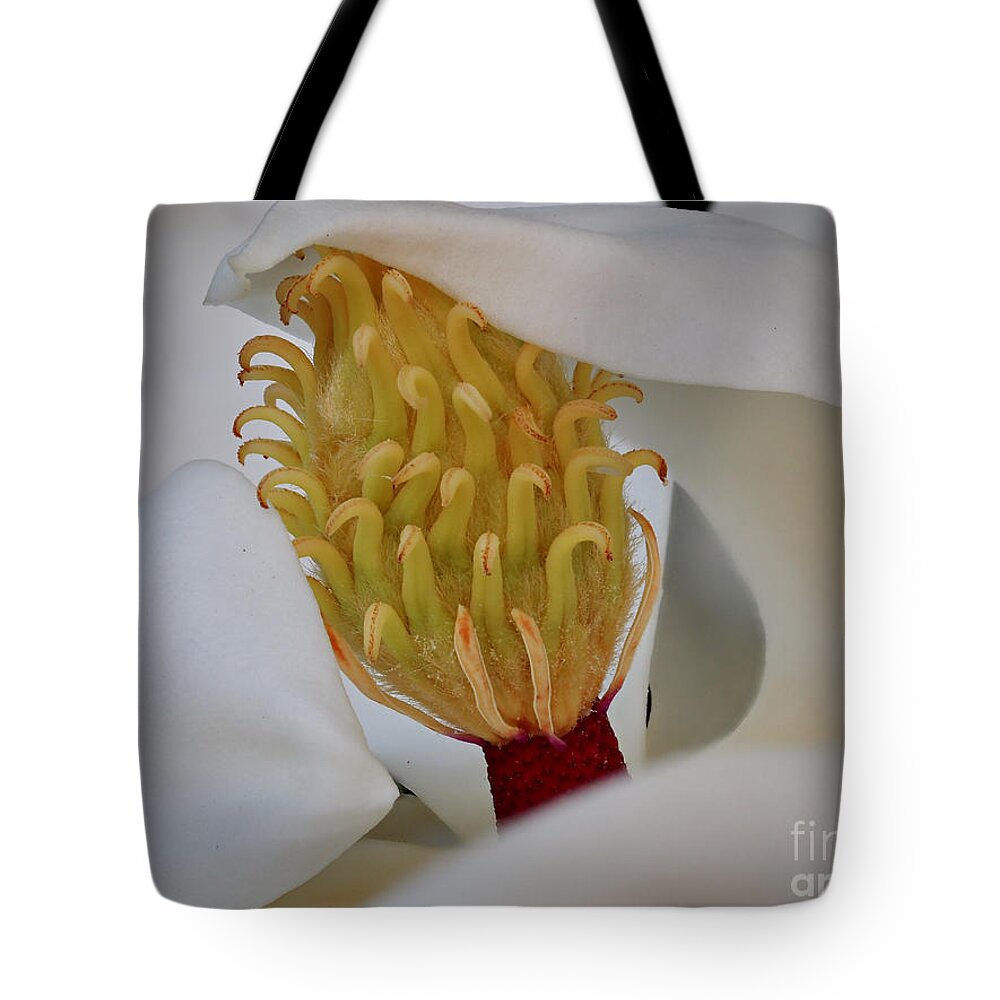 Magnolia Tote Bag featuring the photograph Southern Magnolia in the Evening by L Bosco