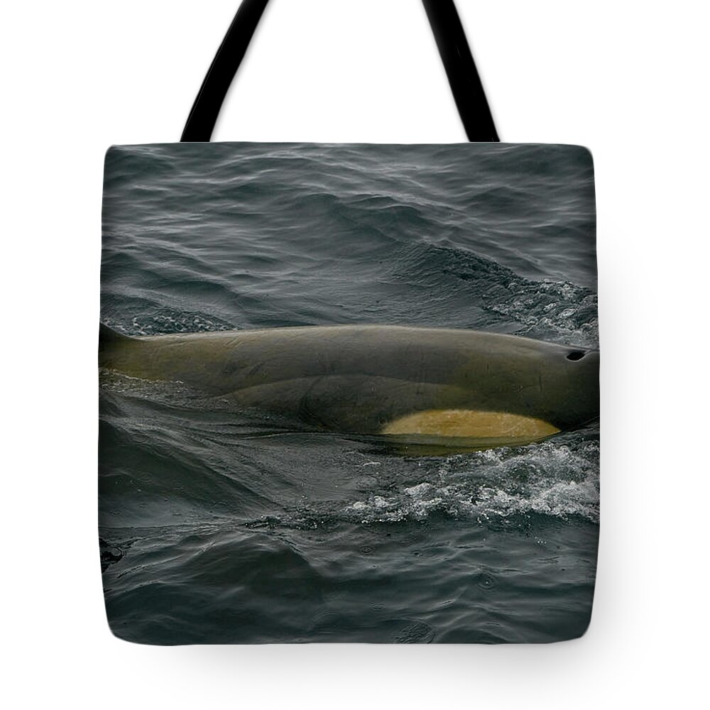 Antarctica Tote Bag featuring the photograph Southern Orca by Brian Kamprath