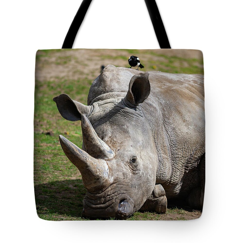 Southern Tote Bag featuring the photograph Southern White Rhinoceros by Artur Bogacki