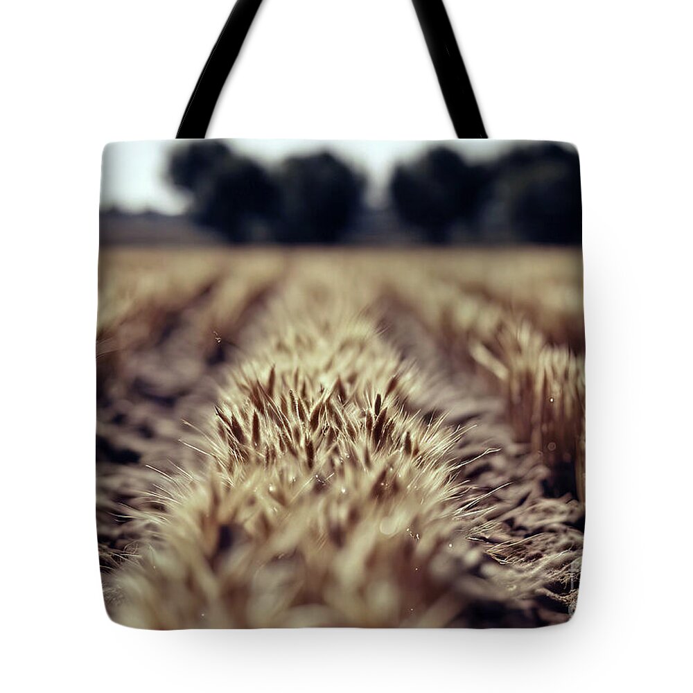 Pampas Grass Tote Bags