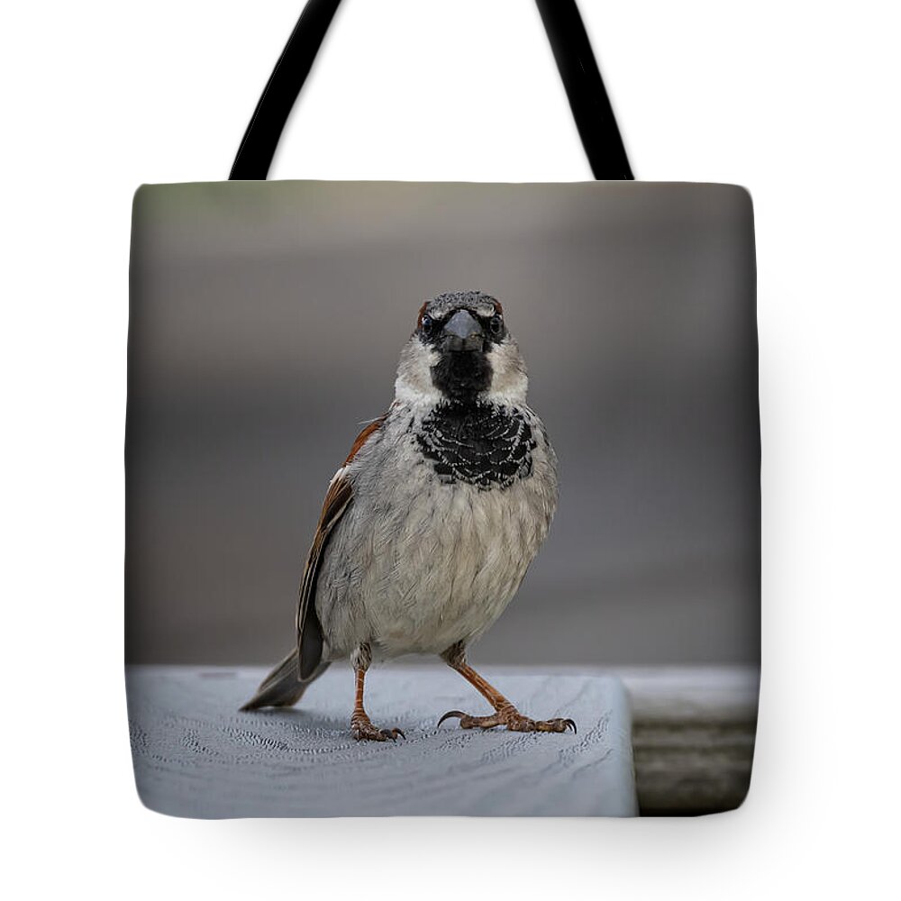 Bird Tote Bag featuring the photograph Sparrow Attitude by Linda Bonaccorsi