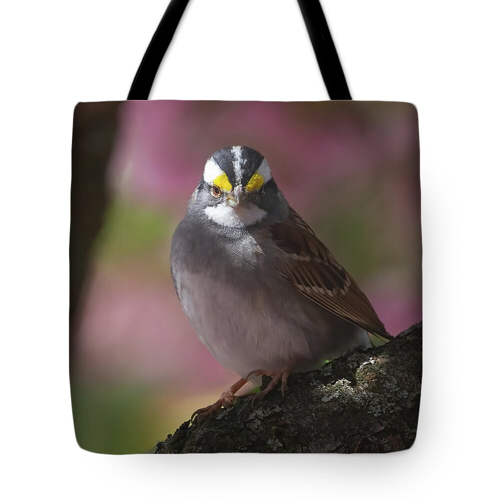 Sparrows Tote Bag featuring the photograph Sparrow in Spring by Chris Scroggins
