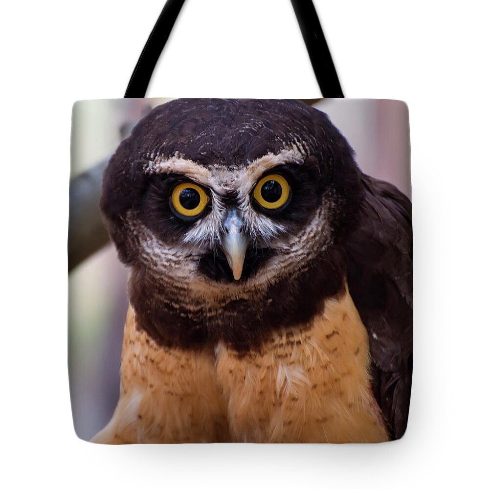 Pulsatrix Perspicillata Tote Bag featuring the digital art Spectacled owl by Flees Photos