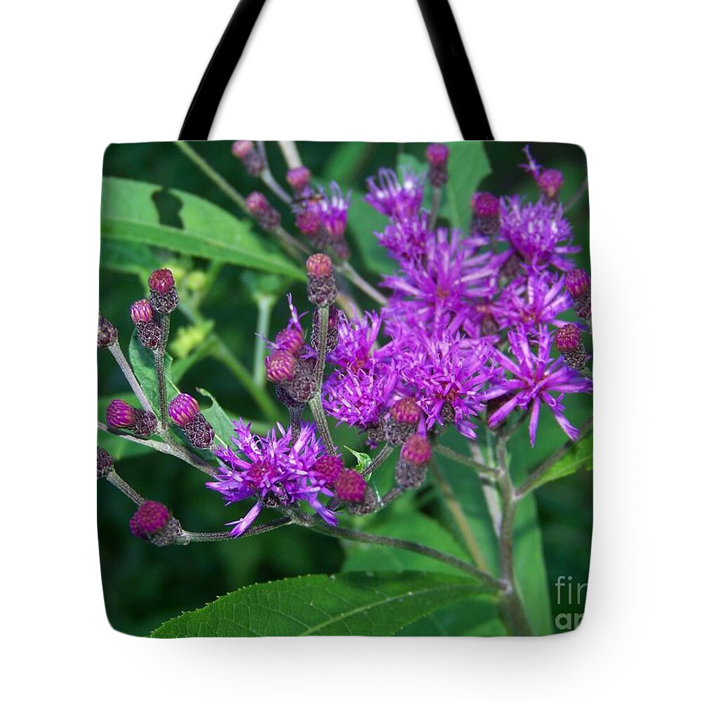 Wild Flowers Tote Bag featuring the photograph Spotted Knapweed Flower by Charles Robinson