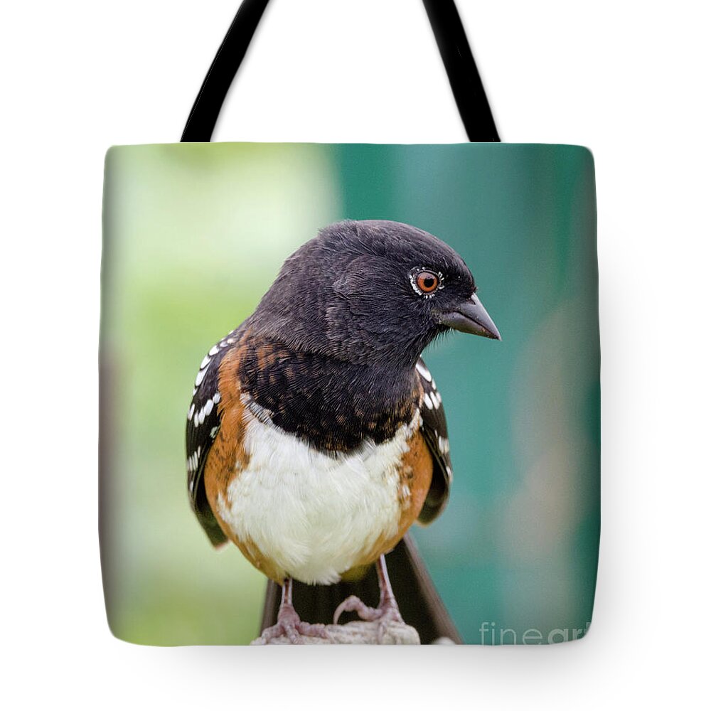 Bird Tote Bag featuring the photograph Spotted Towhee Eyelashes by Kristine Anderson